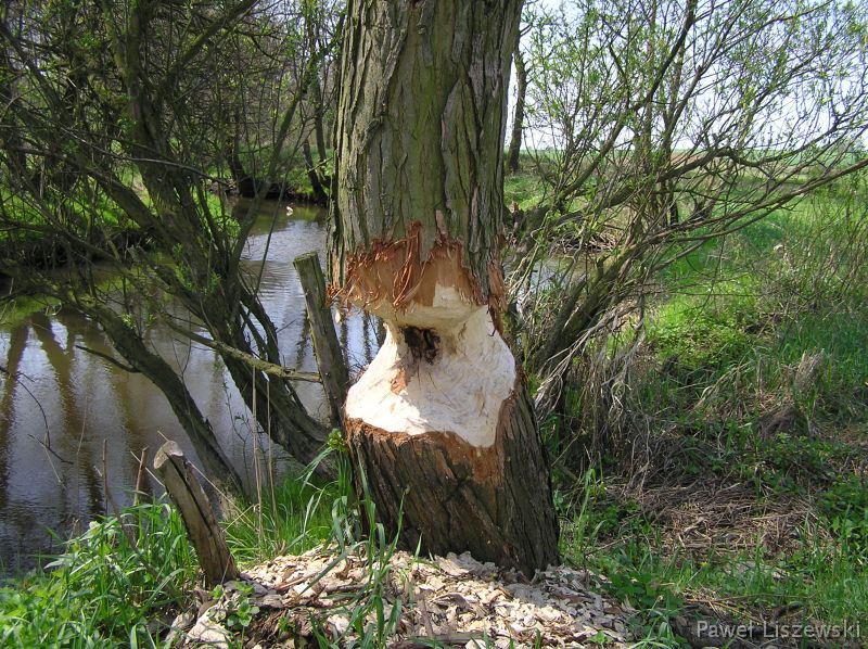 P5032688 Bobry w Kaliszu nad Swędrnią