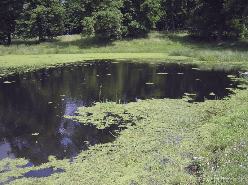 P6193211 Przystajnia - park podworski