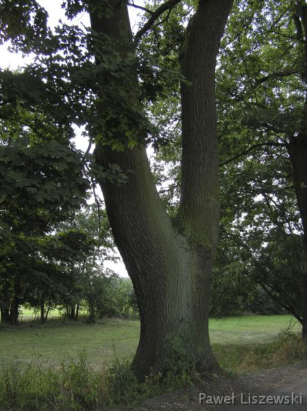 P9113910 