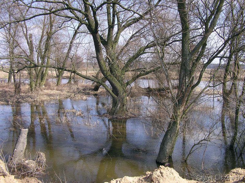 P4025020 Drzewa nad prosną