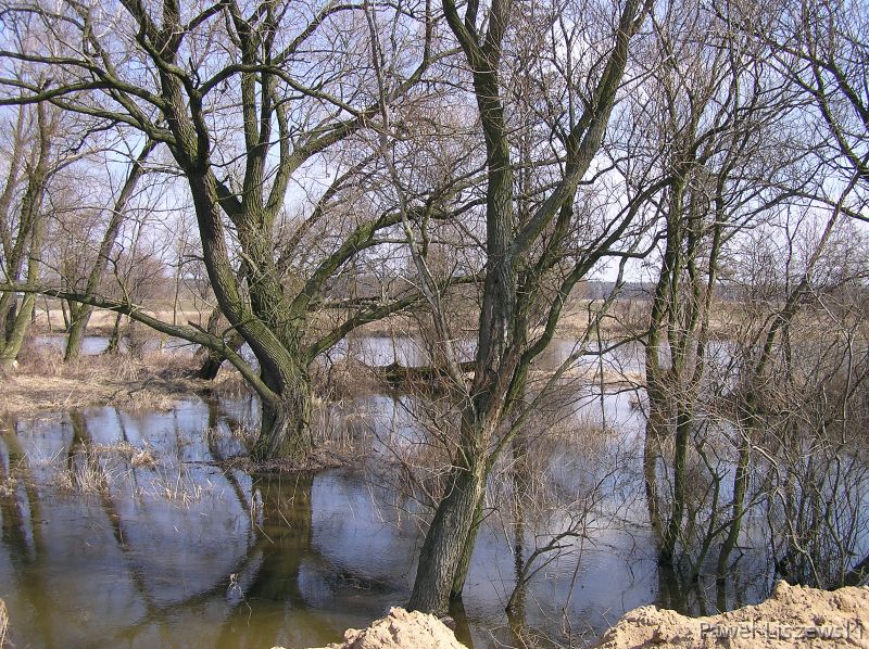 P4025023 Drzewa nad prosną