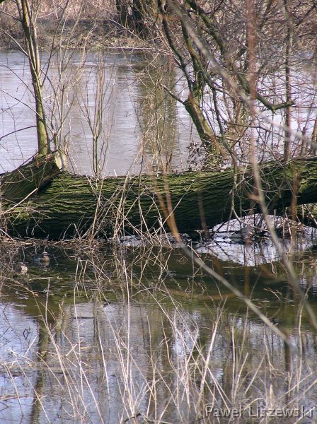 P4025025 Drzewa nad prosną