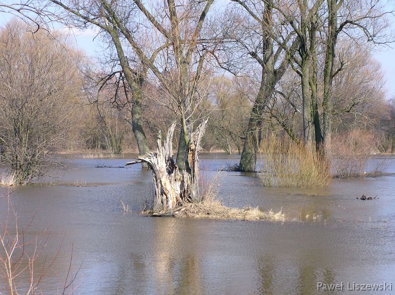 P4025056 Żydów