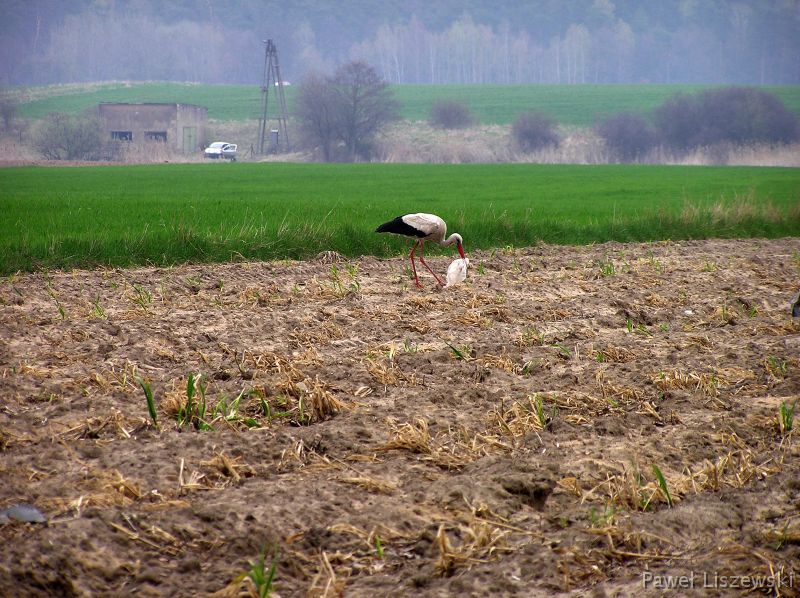 P4235216 bocian przy drodze Kucharki Gołuchów