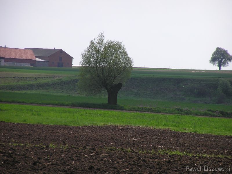 P5035367 Żółty szlak rowerowy z Jedlca do Szadku