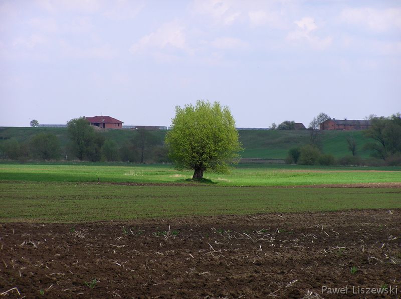 P5035368 Żółty szlak rowerowy z Jedlca do Szadku