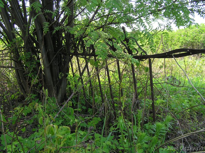 P5075440 zapomniany cmentarz w Koźminku